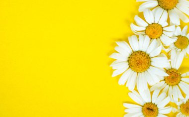 Sarı arka planda papatya çiçekleri güzel duvar kağıdı kopya alanı