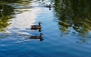 Yaban ördeği şehir havuzunda yüzer