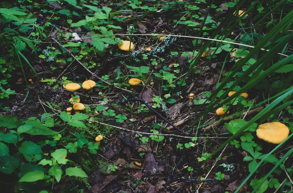 Chanterelle Cantharellus Cibarius Gyllene Kantarell Svamp Som Växer Höstskogen Bakgrunden — Stockfoto