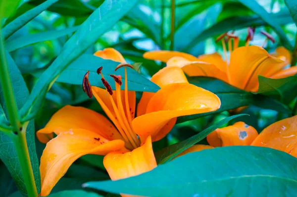 Beautiful lily flower on a green leaf background. Longiflorum lily flowers in the garden. Background texture plant fire lily with orange buds. Image of a blooming orange tropical tiger lily flower pla