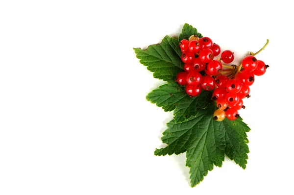 Red Black Currants Leaves White Isolated Background Copy Space — Stock Photo, Image