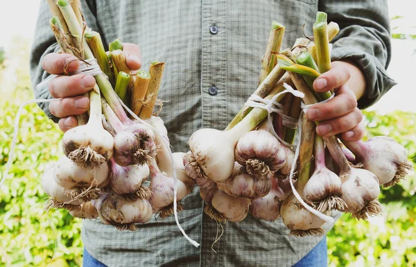 Harvesting garlic in the vegetable garden. Farmer with freshly picked vegetables in hands, organic farming concept.