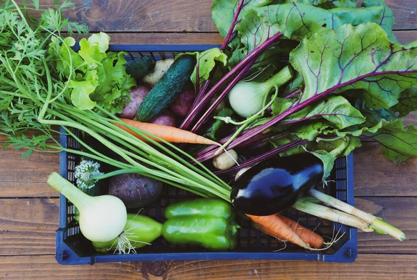 Verduras Ecológicas Recipiente Con Verduras Recién Recogidas Calabacín Orgánico Fresco —  Fotos de Stock