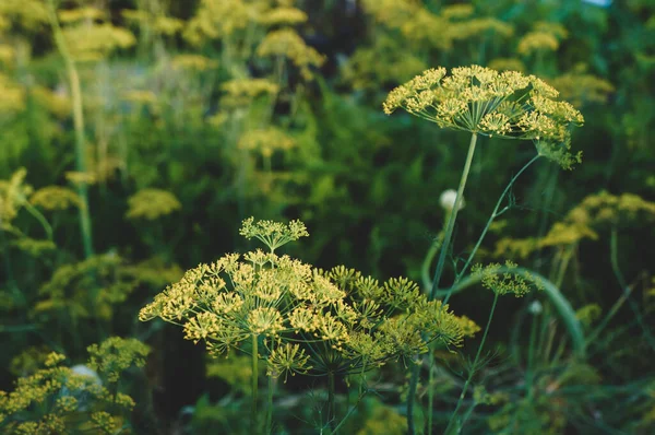 Желтый Укроп Цветок Фоне Зелени — стоковое фото