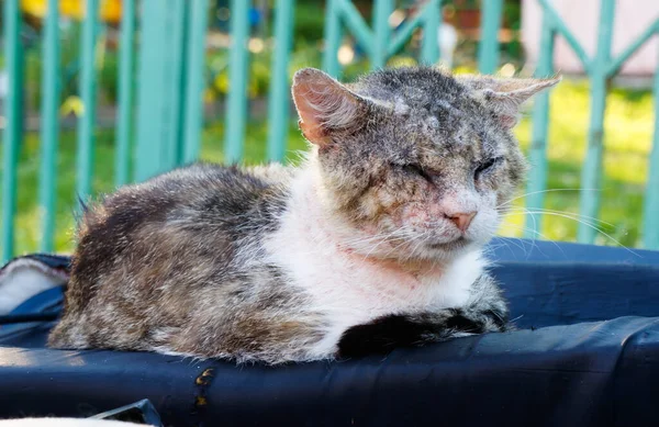 Старий Безпритульний Кіт Побитий Побитий Ніхто Потребує Покинуті Тварини — стокове фото