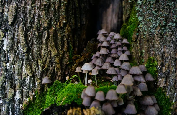 Many Mushrooms Grow Hollow Tree — Stock Photo, Image