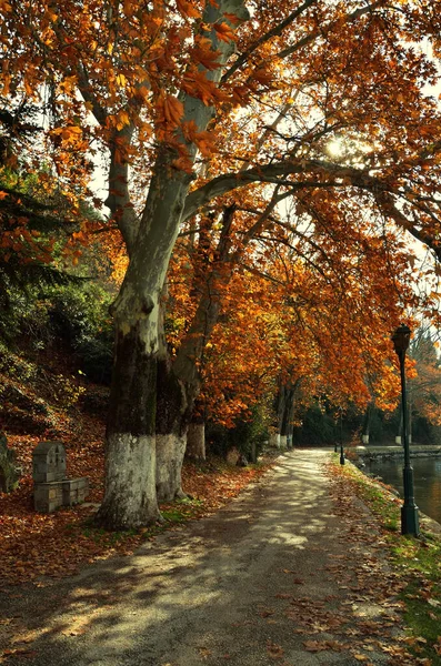 Plane trees alley with colorful fall foliage  and sunlight comes throught leaves at the banks of the lake