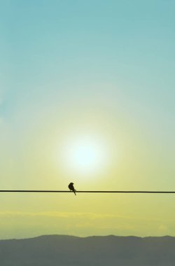 Kırlangıcın silueti Eylül sabahı bir telin üzerinde duruyor.