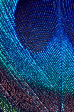 Tavus kuşu tüyü detaylarını kapat