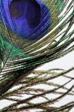 Beyaz arkaplanda tavus kuşu tüylerinin makro görüntüsü