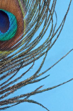 Mavi arka planda tavus kuşu tüylerinin makro görüntüsü