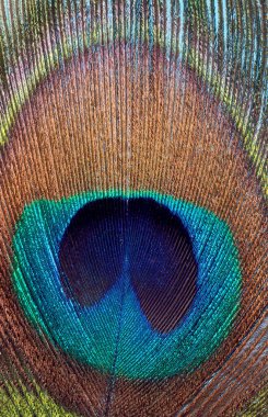 Tavus kuşu tüyüne yaklaş