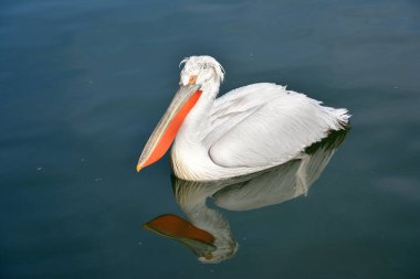 Flamingolar hayvanat bahçesinin yapay su birikintisinde uyuyorlar.