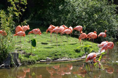 Flamingolar hayvanat bahçesinin yapay su birikintisinde uyuyorlar.