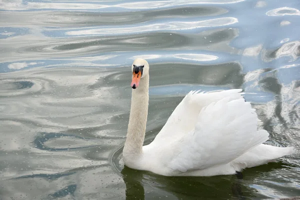 Swan swimming in lake waters which are reflecting the blue of the sky and the white and grey from clouds