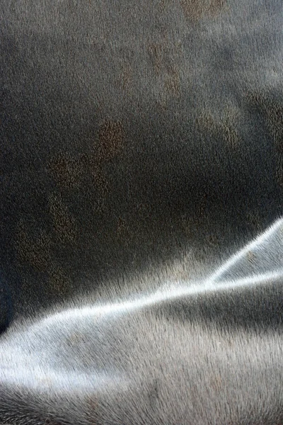Окрашенный Синий Серый Тюлень — стоковое фото