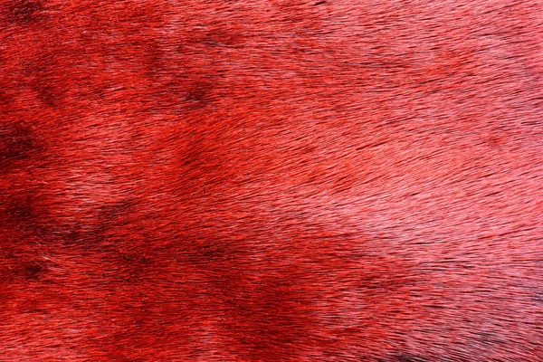 Мех Красного Тюленя Фона — стоковое фото