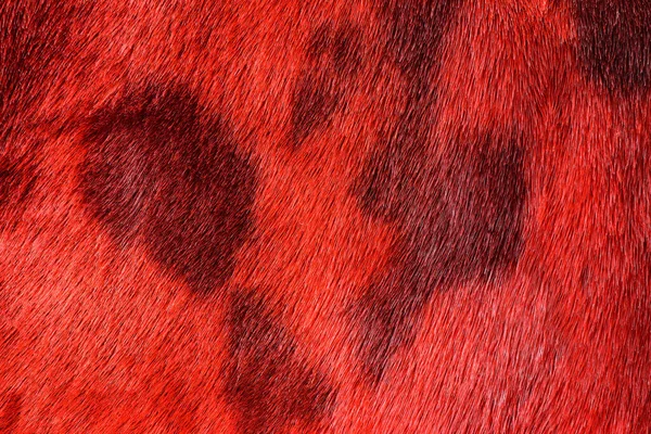 Vermelho Pele Foca Para Fundo — Fotografia de Stock