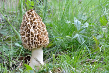 Arka planda Morchella mantarı