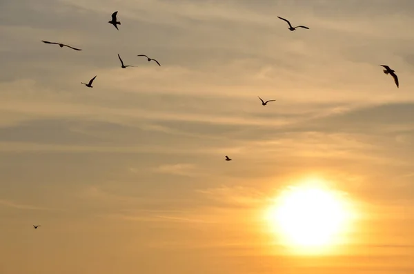 Formas Gaivotas Voadoras Pôr Sol — Fotografia de Stock