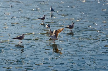 Martılar, gölün buzlu yüzeyinin kırılan kristallerinin üzerinde duruyorlar.. 