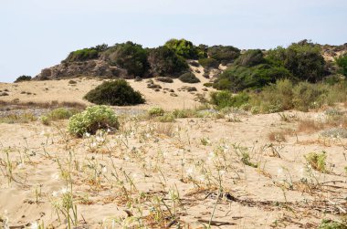 Kum zambağı olarak bilinen deniz nergisinin olduğu sahil manzarası