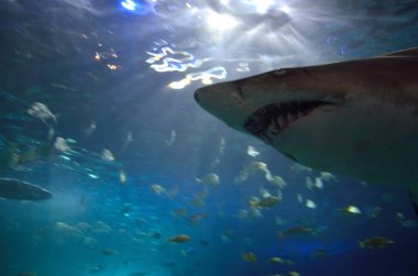 Büyük bir köpekbalığının yüzünü kapatın.