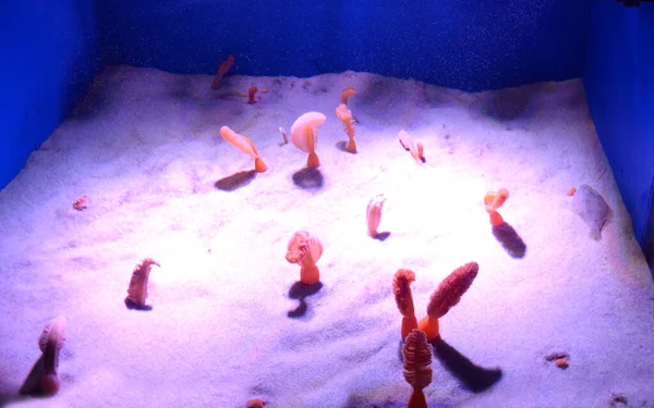 Orange sea pen inside an aquarium