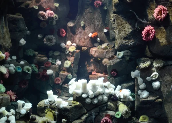 水族館の水槽に展示されているイソギンチャクの選定 — ストック写真