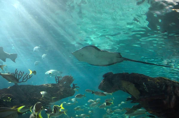 Batoidea Nageant Avec Autres Poissons Dans Aquarium Aquacole — Photo