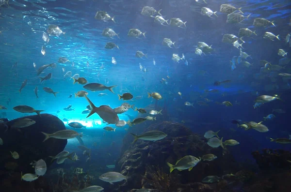 Scholing Scholing Van Vissen Een Aquarium Van Visser — Stockfoto
