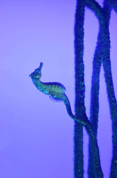 Hippocampe Dans Aquarium Public — Photo