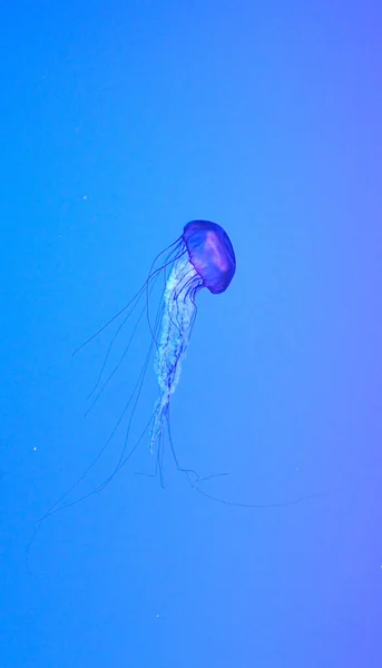Méduses Exposées Dans Grand Aquarium Piscicole — Photo