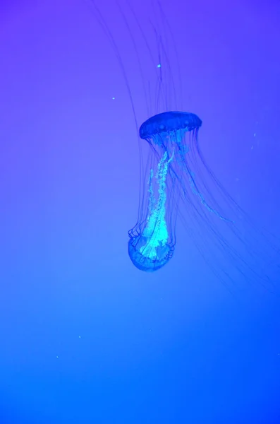 Méduses Exposées Dans Grand Aquarium Piscicole — Photo