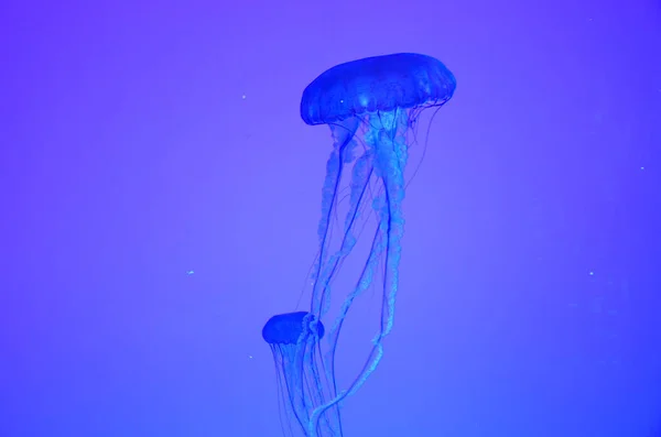 Kwallen Tentoongesteld Een Grote Aquarium Van Een Visser — Stockfoto