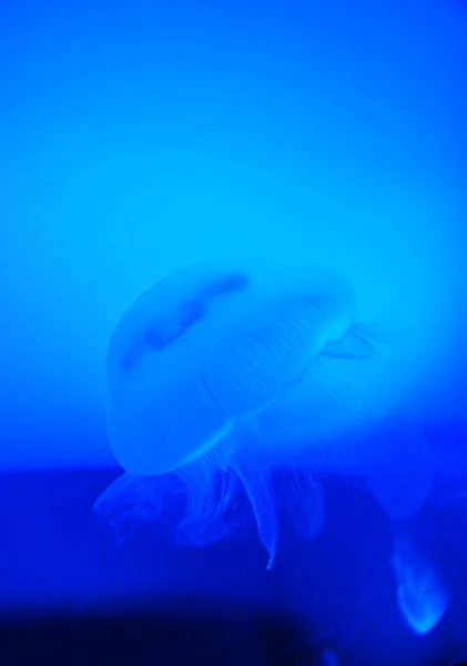 水族館の大きな水槽に展示されているクラゲ — ストック写真