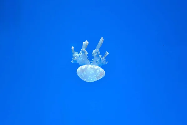 Meduse Visualizzate Grande Acquario Pescivendolo — Foto Stock