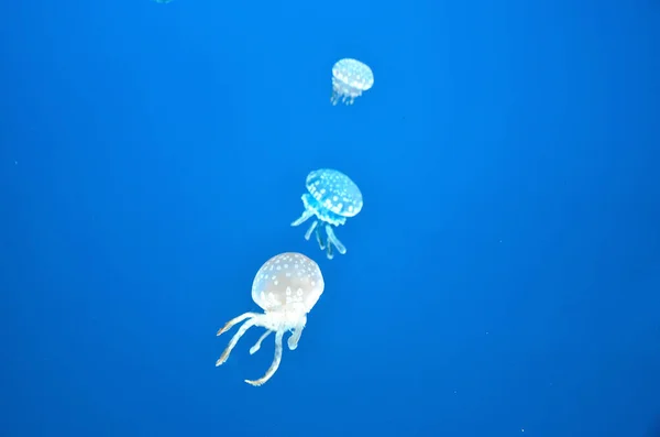 Medúzák Egy Akvárium Nagy Akváriumában — Stock Fotó