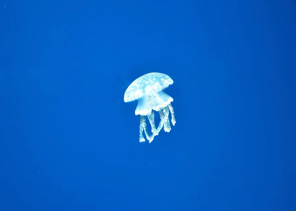 Medúza Jelenik Meg Egy Nagy Akvárium Akvárium Akváriumában — Stock Fotó