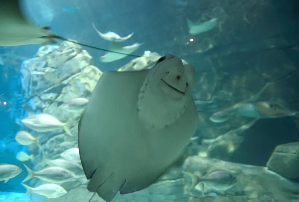 Batoidea Zwemmen Met Andere Batoidea Vissen Een Visser Van Een — Stockfoto