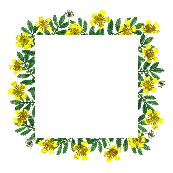 square frame with yellow wildflowers