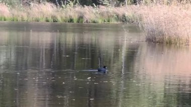 Solitary Eurasian coot gracefully swimming across the calm surface of a serene lake, its reflection shimmering on the water surrounded by reeds on a peaceful sunny autumn day in the wilderness
