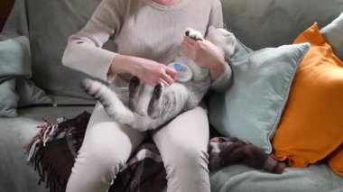 Sahibi, yumuşak yastıklı rahat bir kanepeye oturur, gümüş bir tekir İskoç heteroseksüel kedisini nazikçe fırçalar, sezonluk dökülme sırasında ceketin dikkatli bir şekilde tımar edildiğini gösterir.,