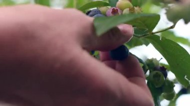 Close-up of a womans hand picking ripe blueberries, blue berries hanging on a branch mixed with green ones, gardener growing organic, vitamin-rich berries in the garden, farming