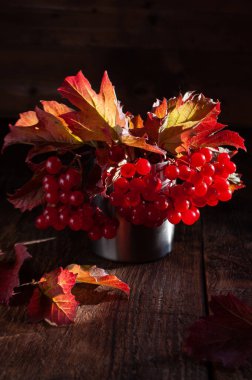 Koyu ahşap zemin üzerinde kırmızı ve sarı yaprakları olan kırmızı viburnum. Demir bir kupanın içinde duruyoruz.