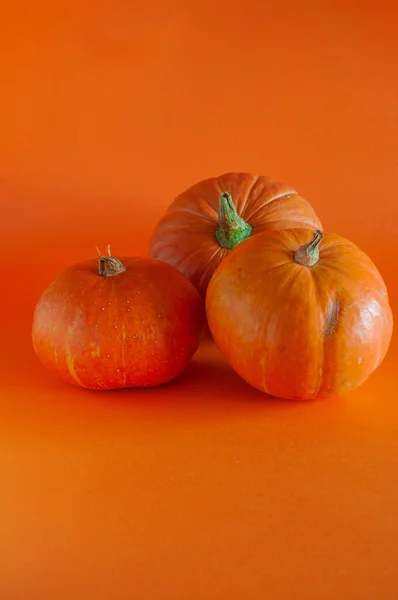 Citrouilles Orange Bio Sur Fond Orange Vif — Photo