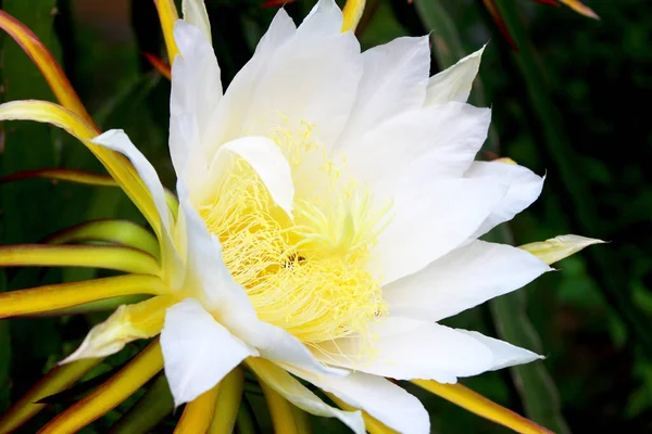 Die Blumen Blühen Der Nacht — Stockfoto