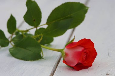 Beyaz ahşap masada kırmızı gül 