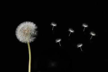 Siyah arkaplanda solmuş karahindiba