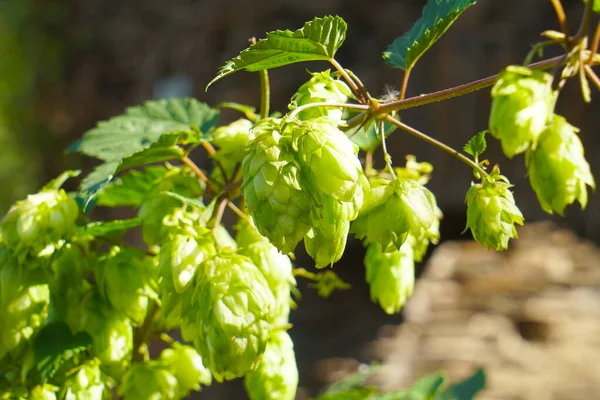 Wildhopfenanbau Der Natur — Stockfoto